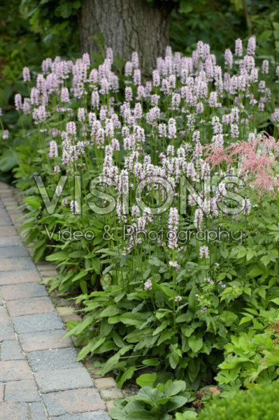 Stachys monieri Rosea Stachys monieri Rosea