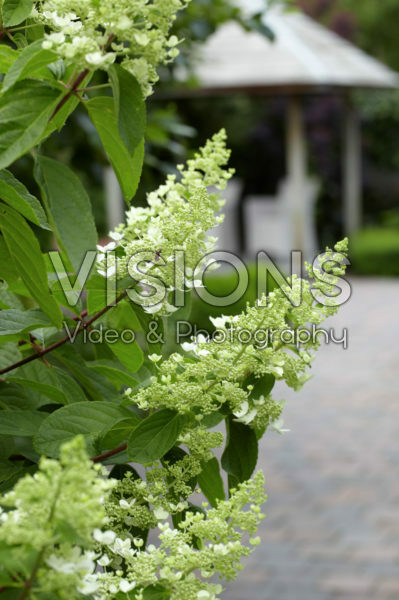 Hydrangea paniculata