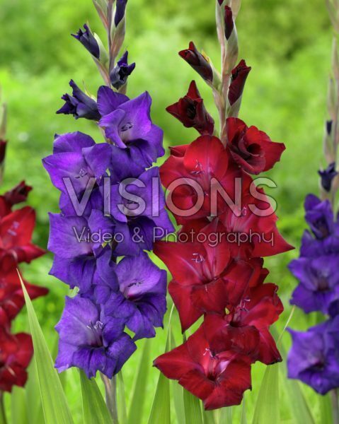 Gladiolus Purple Flora, Sweet Shadow
