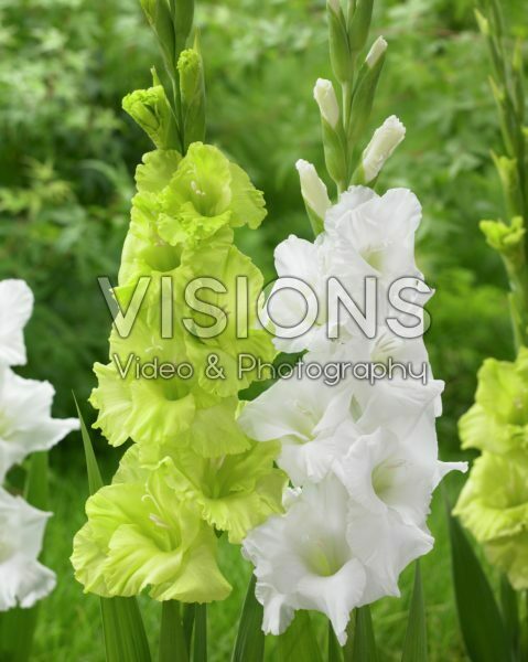 Gladiolus Green Star, Essential