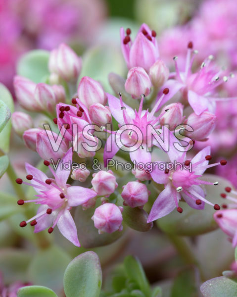 Sedum cauticola Lidakense Sedum cauticola Lidakense
