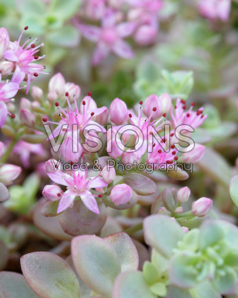 Sedum cauticola Lidakense Sedum cauticola Lidakense