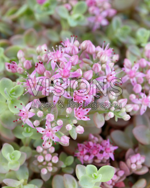 Sedum cauticola Lidakense Sedum cauticola Lidakense