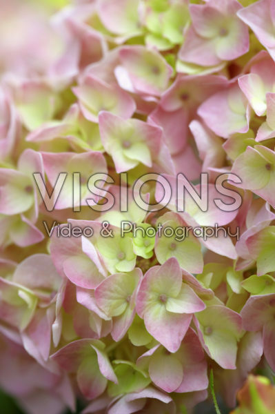 Hydrangea roze