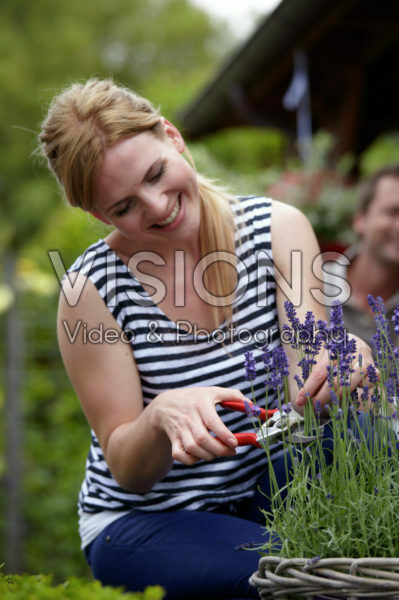 Woman cutting lavender