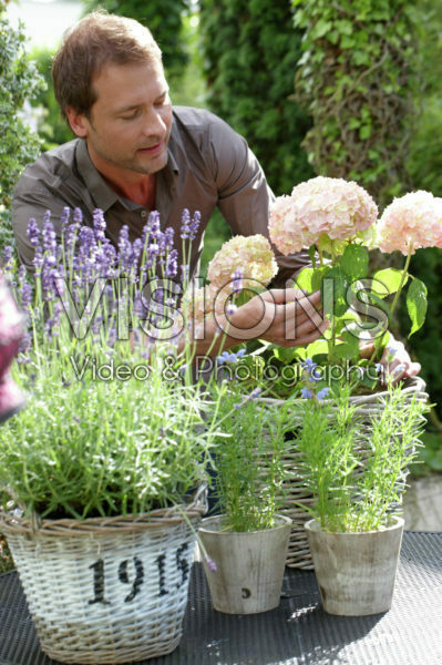 Man plant Hydrangea