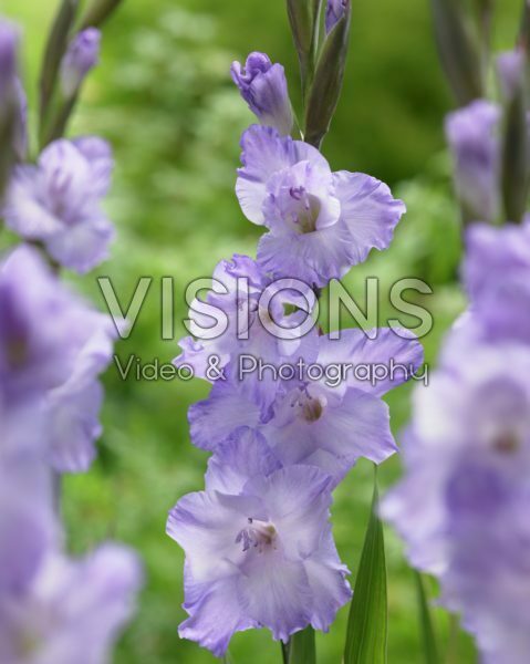 Gladiolus Milka Gladiolus Milka