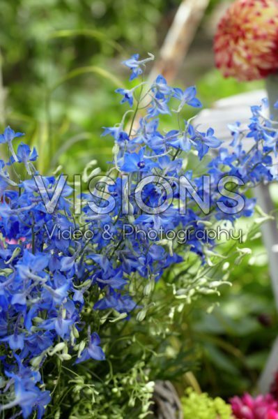 Delphinium Völkerfrieden Delphinium Völkerfrieden