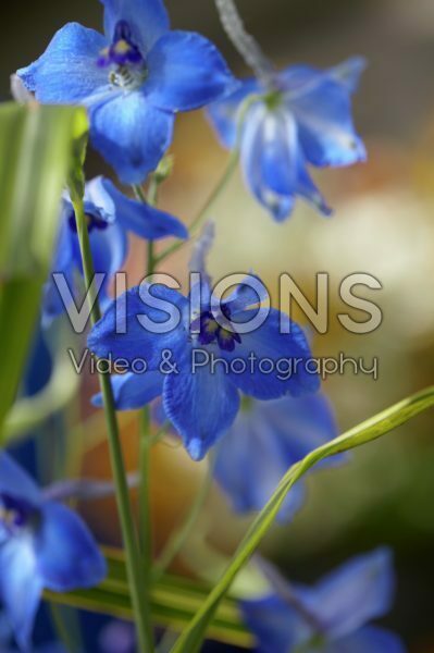 Delphinium Völkerfrieden Delphinium Völkerfrieden