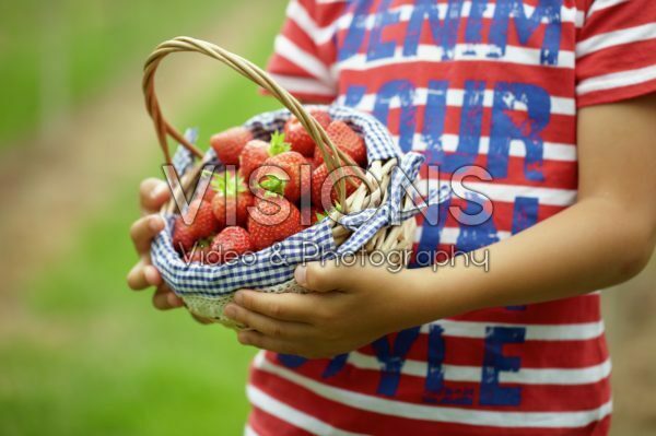 Picking strawberries