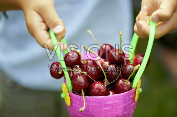 Picking cherries