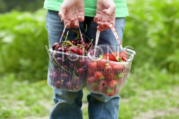 Picking strawberries and cherries