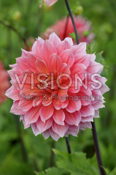 Dahlia Summer Beauty Dahlia Summer Beauty