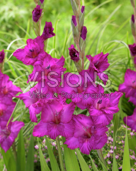 Gladiolus Astarte ® Gladiolus Astarte ®