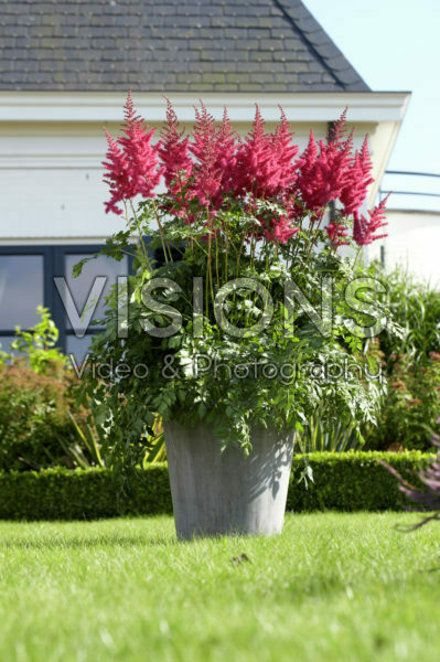 Astilbe Mighty Red Quin