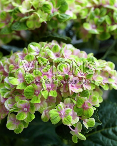 Hydrangea macrophylla Magical® Coral