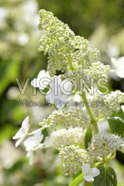 Hydrangea paniculata