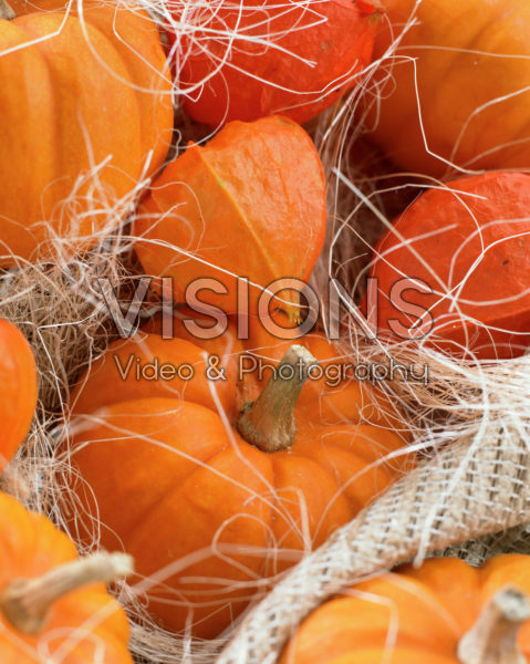 Pumpkins, Physalis