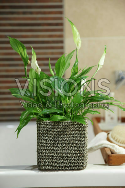 Spathiphyllum Chopin