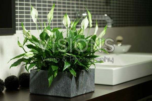 Spathiphyllum Chopin