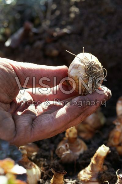 Planting narcissus bulbs