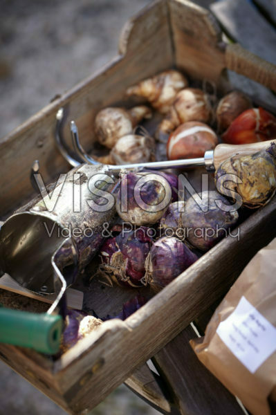 Container with bulbs