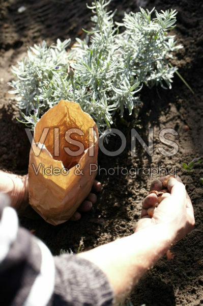 Planting bulbs