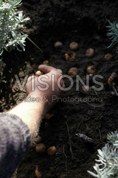 Bollen planten