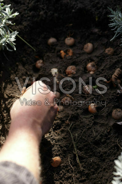 Bollen planten