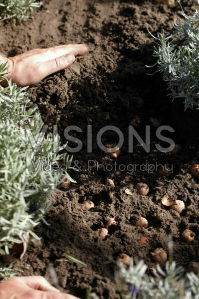 Bollen planten