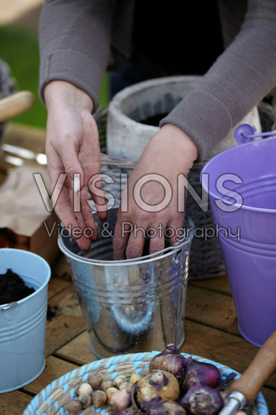 Planting bulbs