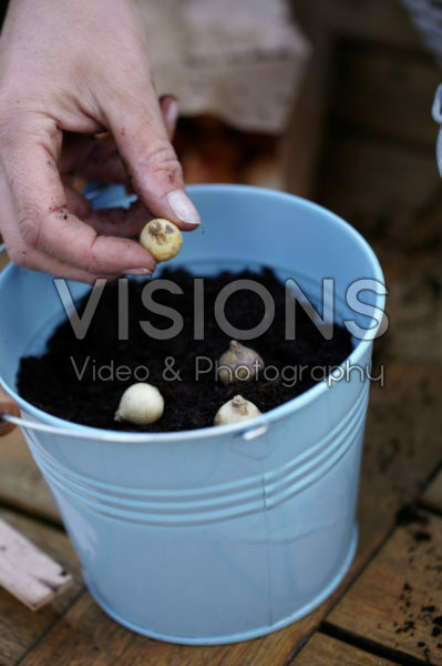 Planting bulbs