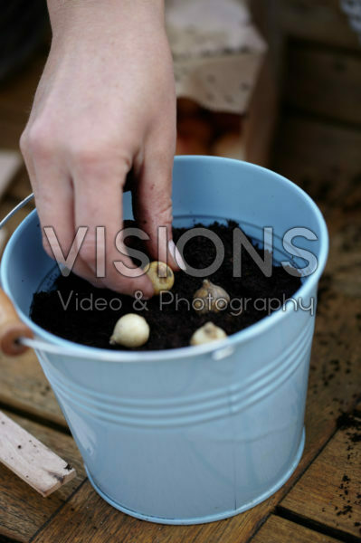 Bollen planten