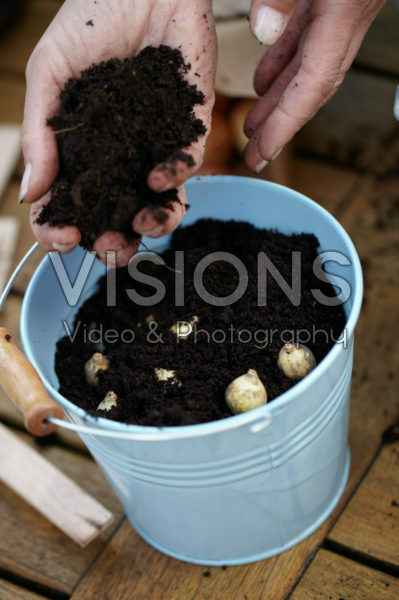 Planting bulbs