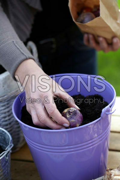 Planting bulbs