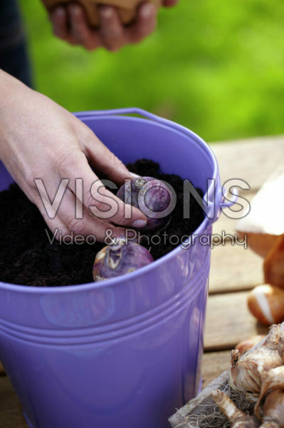 Planting bulbs