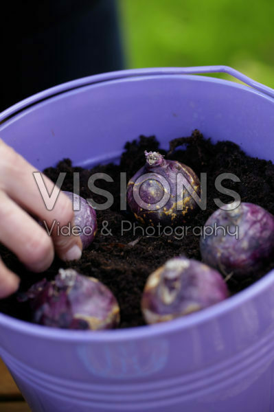 Planting bulbs