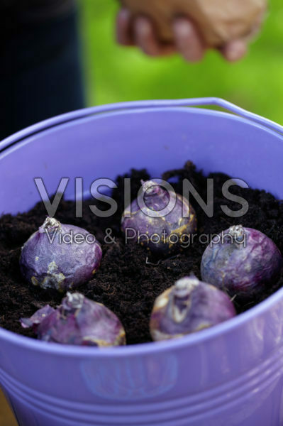 Bollen planten