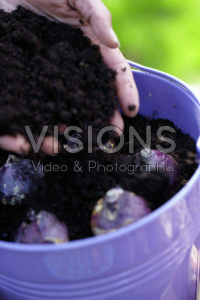 Planting bulbs