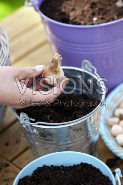 Planting bulbs