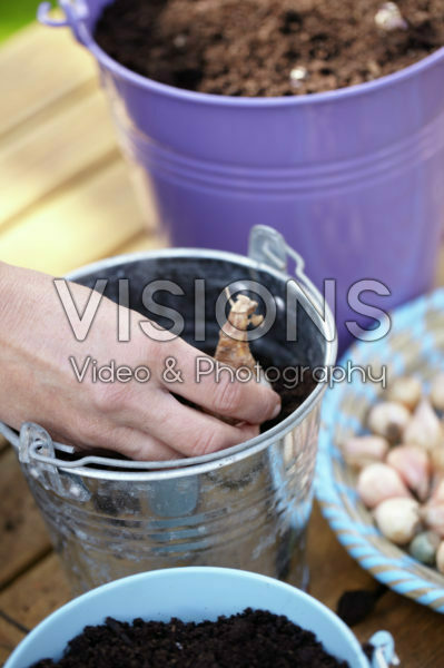 Bollen planten