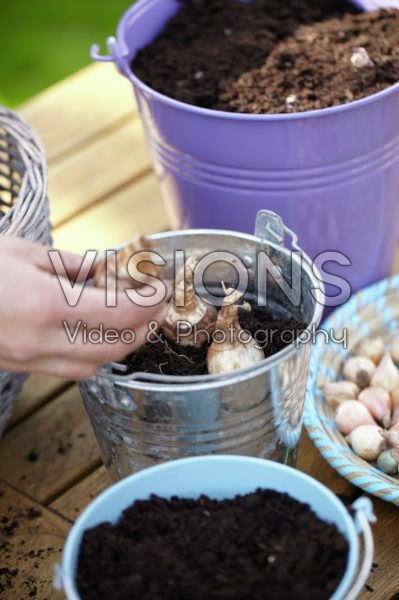 Planting bulbs