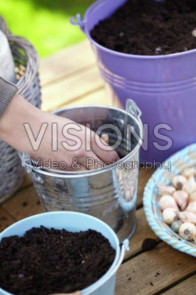 Planting bulbs