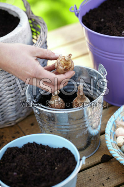 Planting bulbs