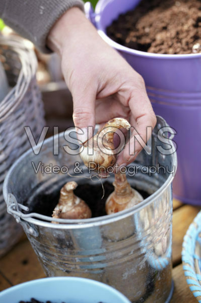 Planting bulbs