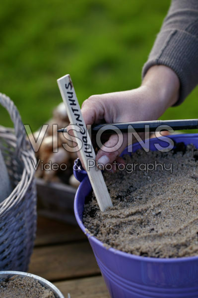 Bollen planten