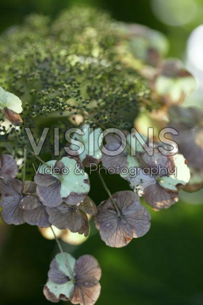 Hydrangea aspera subsp. sargentiana