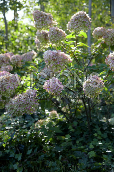 Hydrangea paniculata Limelight®