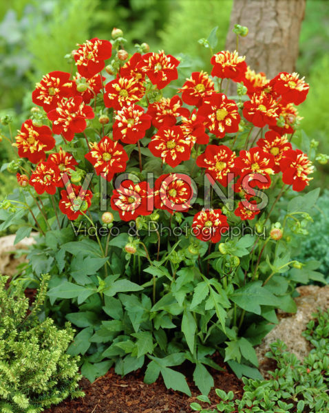 Dahlia Impression Festivo ® Dahlia Impression Festivo ®
