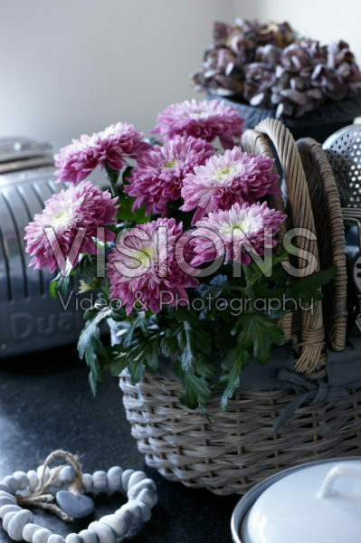 Chrysanthemum